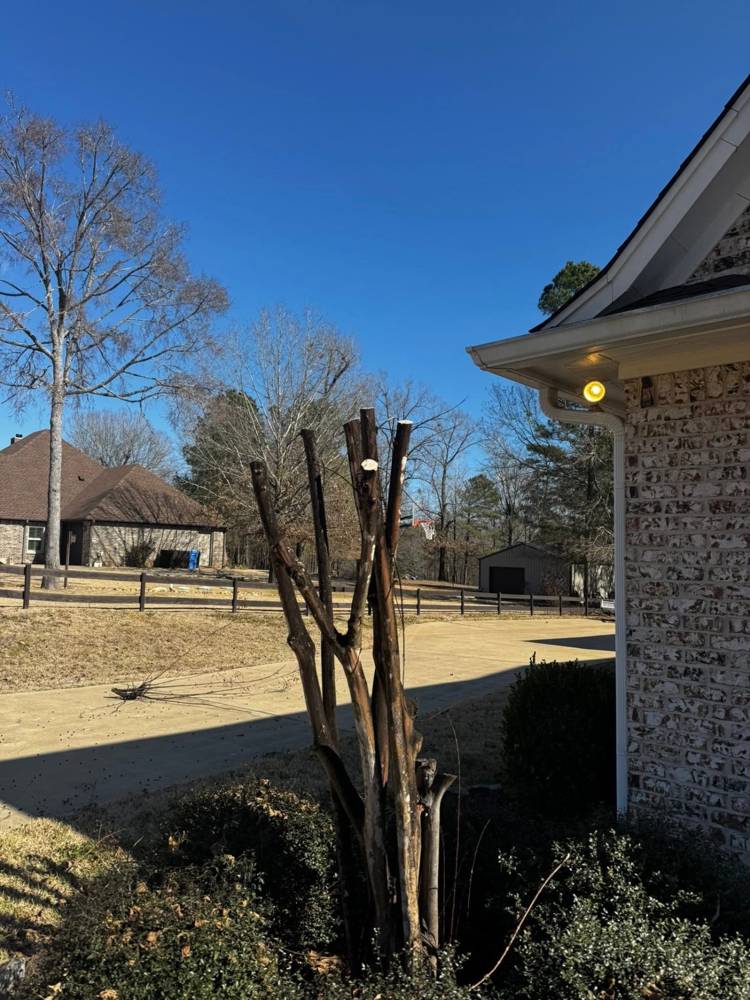 Crape Myrtle & Tree Trimming by Lee's Lawn Care in East Texas