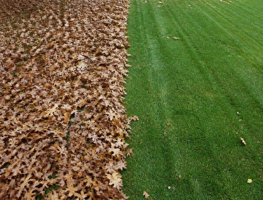 Leaf Cleanups